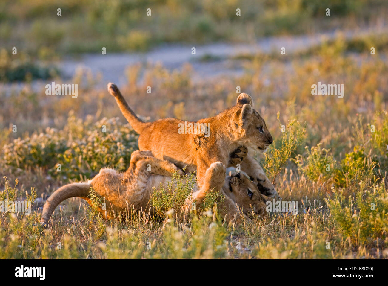 Africa, Botswana, due cuccioli di leone (Panthera leo) giocando Foto Stock