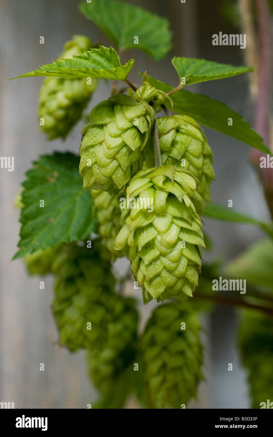 Golden luppolo - Humulus lupulus Aureus Foto Stock Golden luppolo - Humulus lupulus Aureus Foto Stock