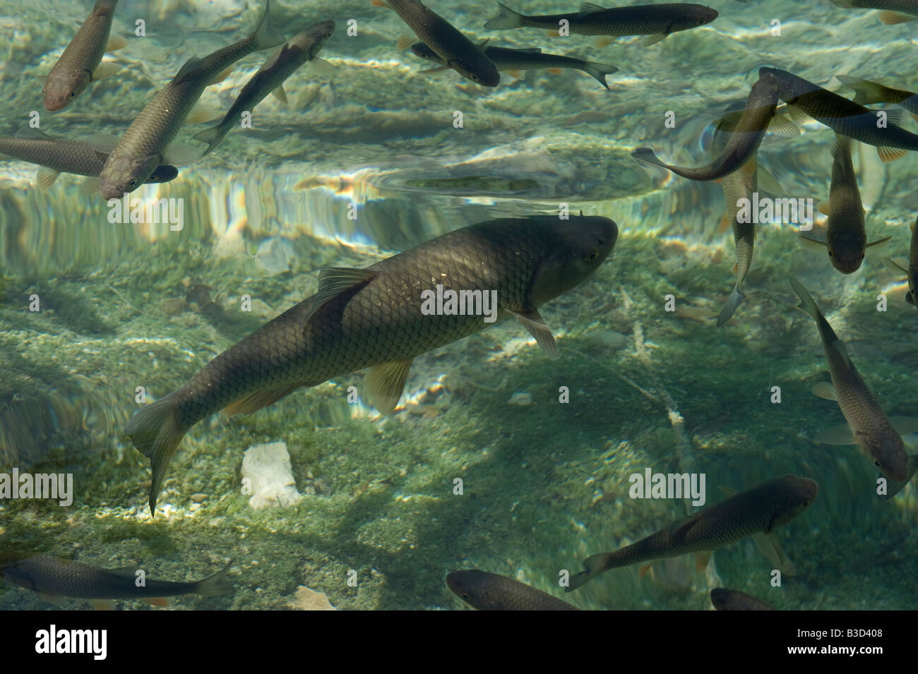 Pesce in incredibilmente chiaro fine pulita acque nel Parco Nazionale dei Laghi di Plitvice in Croazia contea di Lika Senj 10km ad est di Bihac Croa Foto Stock