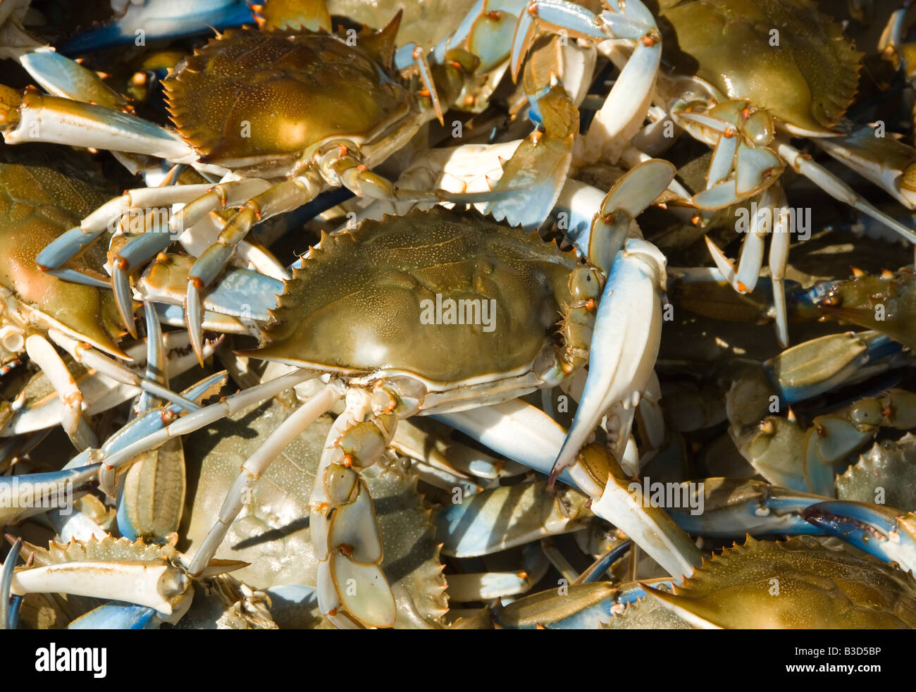 Washington DC granchi blu dalla Chesapeake al Maine Avenue Mercato del Pesce. Foto Stock