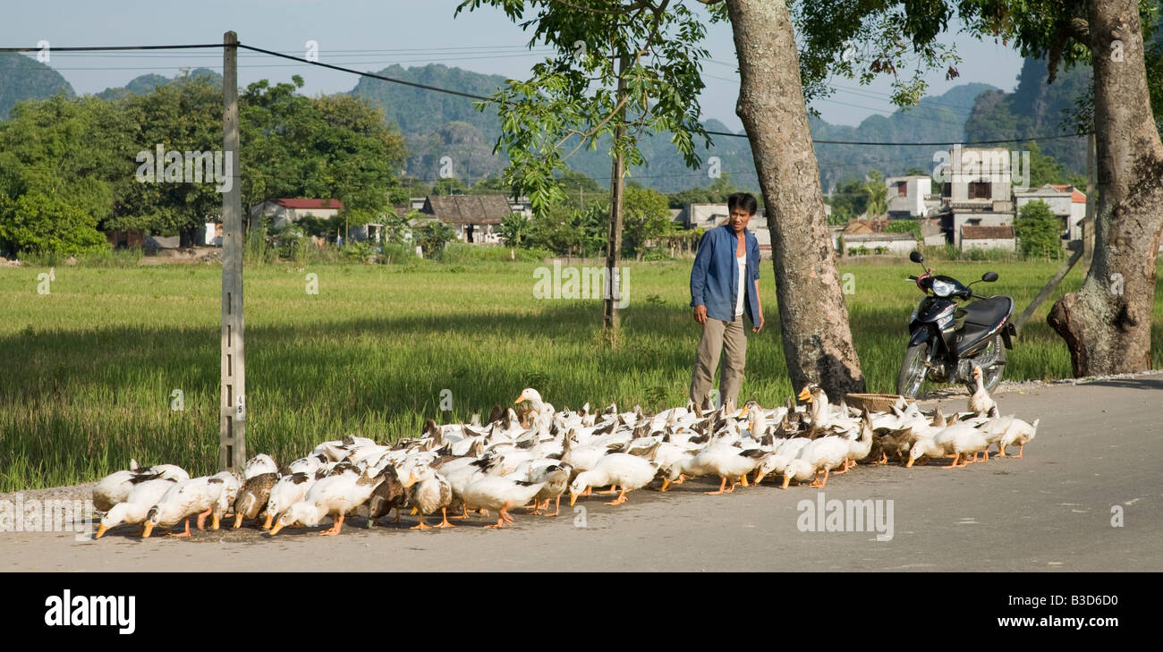 Un agricoltore vietnamita alimentazione in uscita al suo oche. Foto Stock