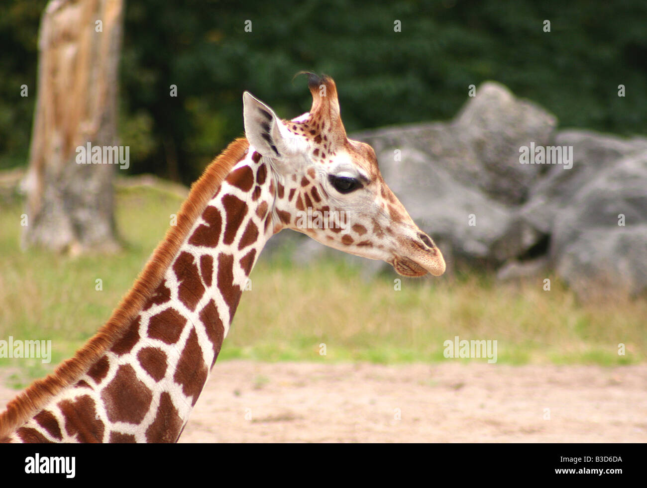 Giraffa Foto Stock