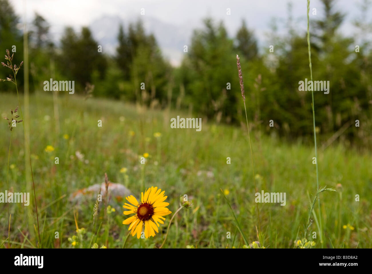 Vista di Mount Rundle nel Parco Nazionale di Banff Foto Stock