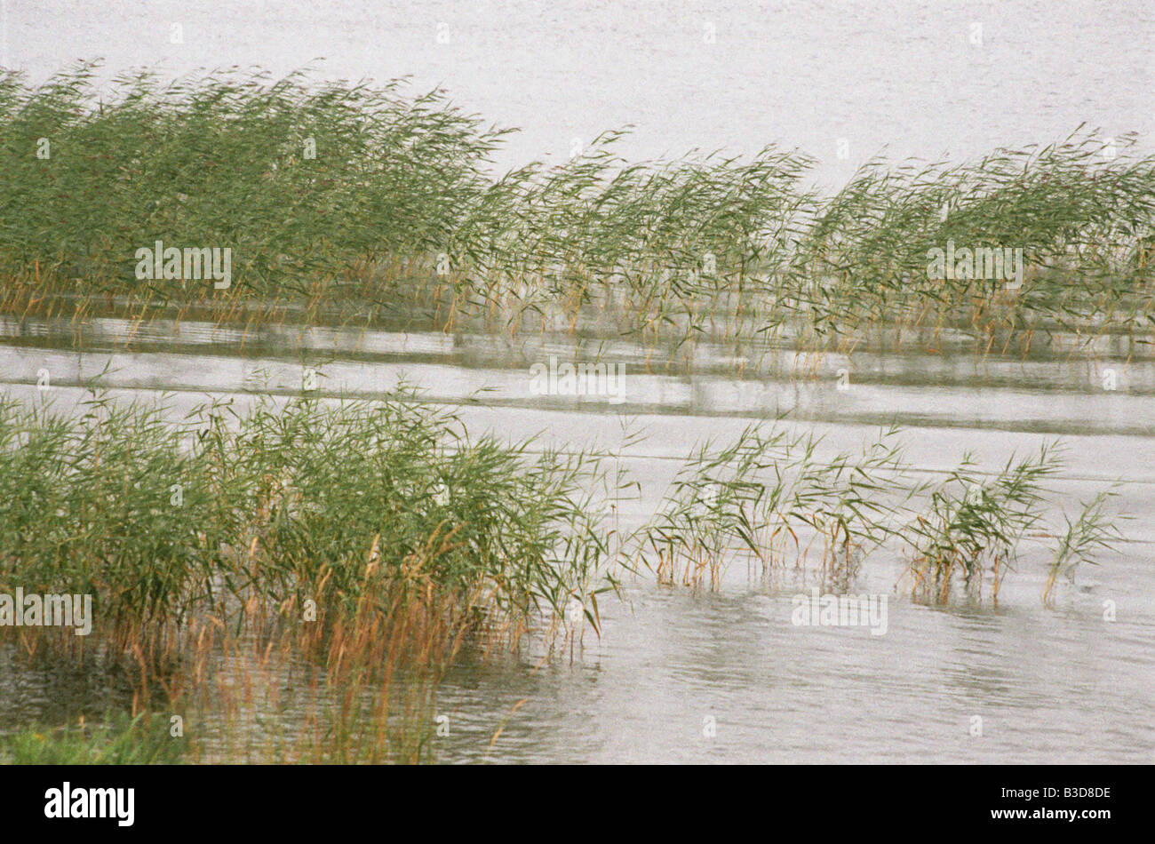 Acqua reed sulla isola di Kizhi nel lago Onego, Russia Foto Stock