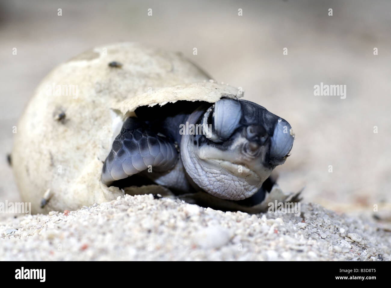 Baby Turtle strisciando fuori del suo uovo sulla spiaggia Foto Stock