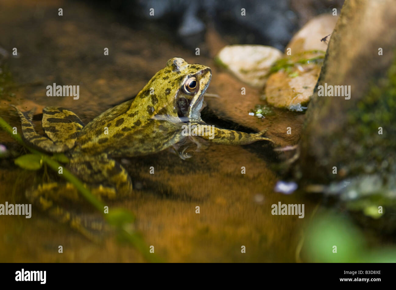 Un maschio di Rana comune Rana temporaria in acqua fresca wildlife pond. Foto Stock