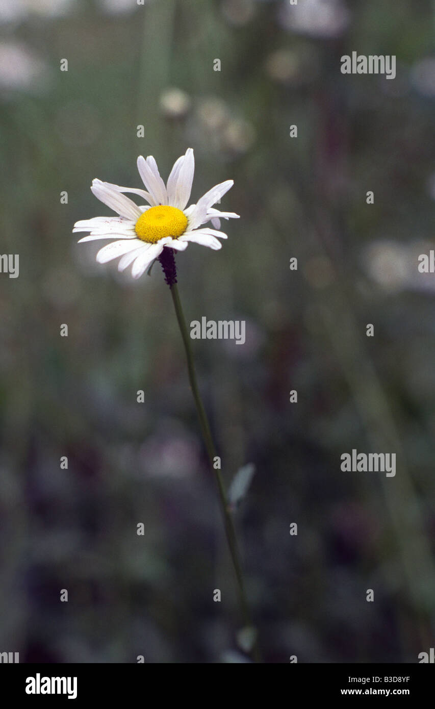 Daisy comune, specie Bellis Foto Stock