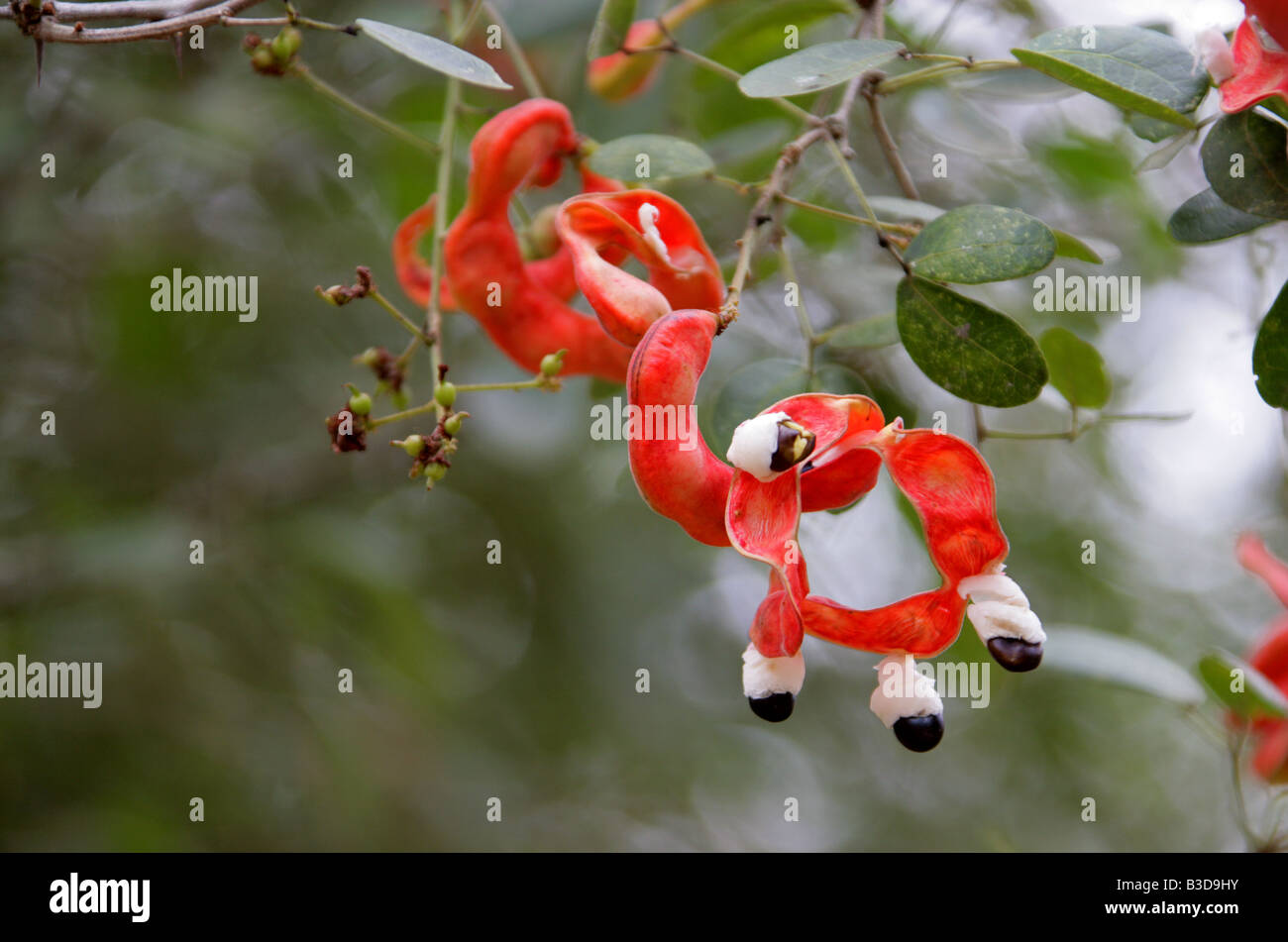 Red Fagioli baccelli crescono su un Madras Thorn Tree, Pithecellobium dulce, Fabaceae, in Uxmal sito archeologico, Yucatan, Messico Foto Stock