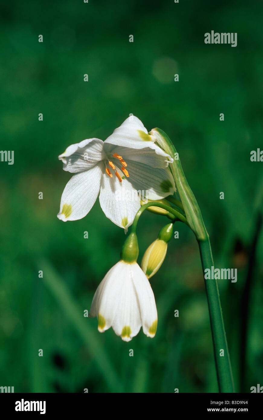 Snowdrop Galanthus nivalis REGNO UNITO Foto Stock