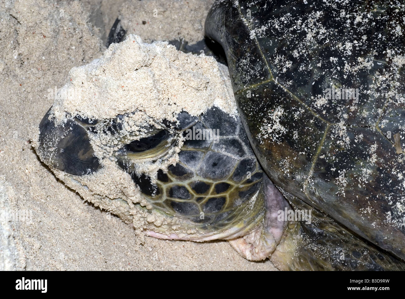 Tartaruga la deposizione delle uova in un foro sulla spiaggia di Sangalaki island Foto Stock