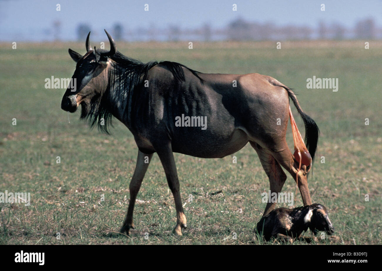 Gnou Streifengnu Blue Gnu Connochaetes taurinus femmina con nuovo nato giovane Africa Afrika animali antilope Antilopen Artio Foto Stock