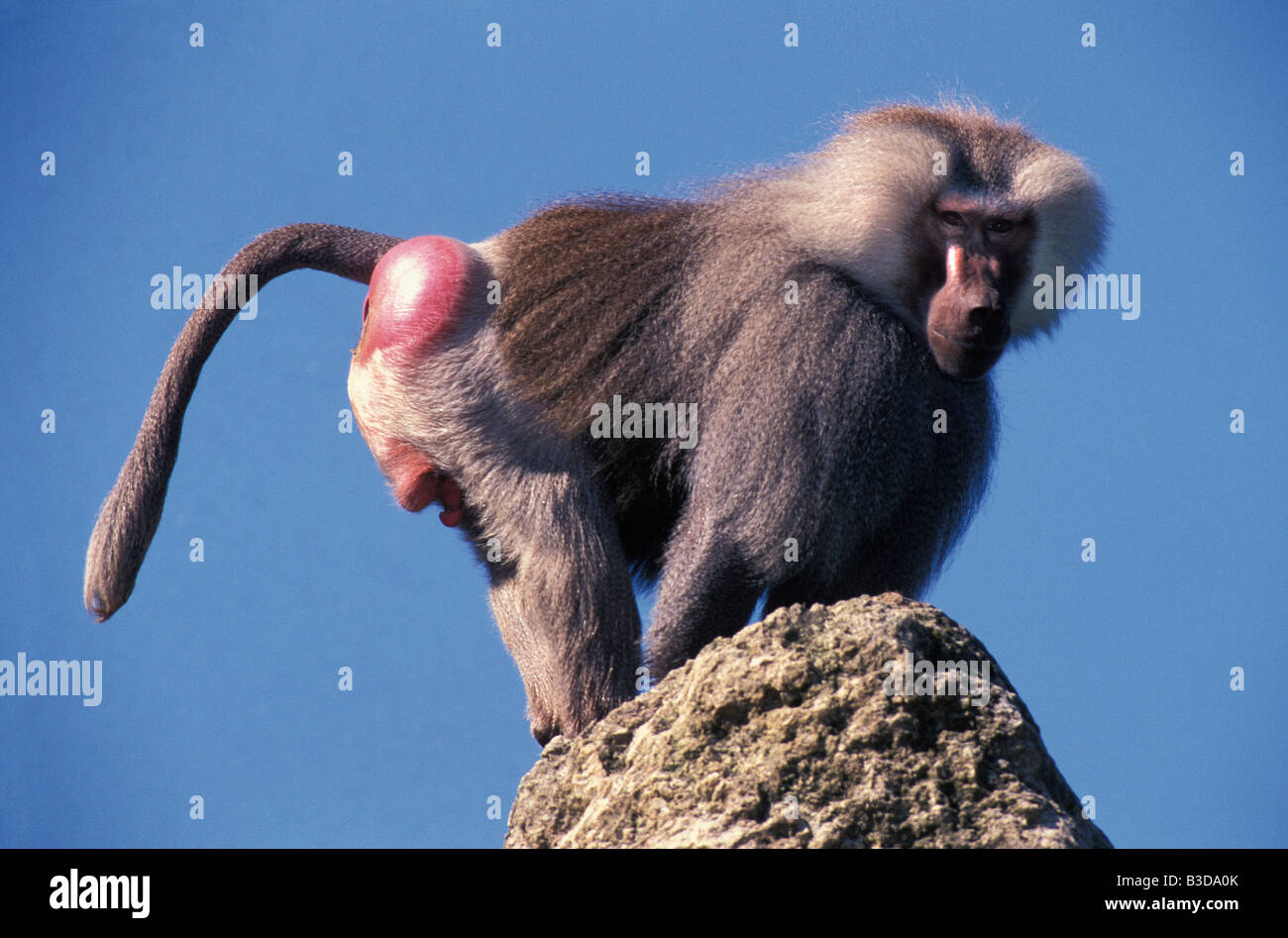 mantelpavian-hamadryas-baboon-papio-hama