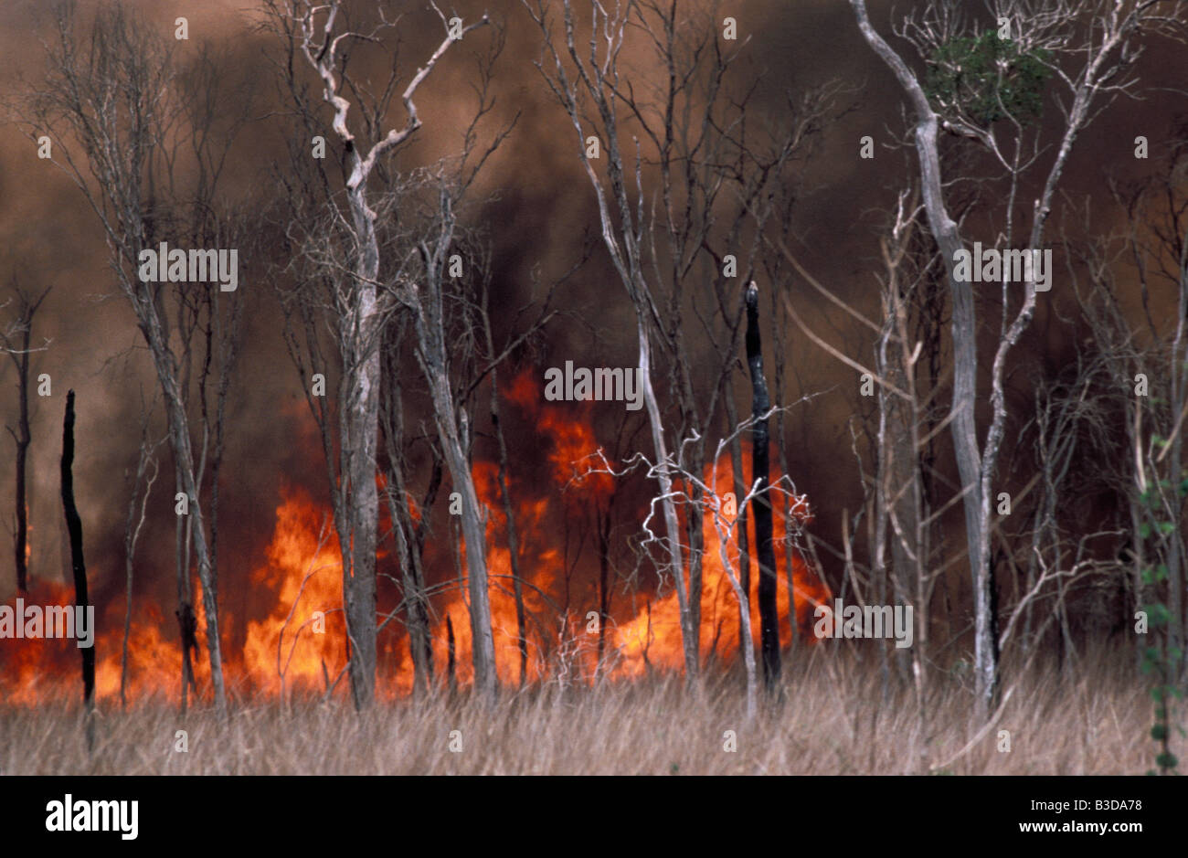 Feu de forêts BURNING FOREST FIRE sud sud Africa Madagascar African blaze blazing masterizzare masterizzazione bruciato burns conflagrazione dama Foto Stock