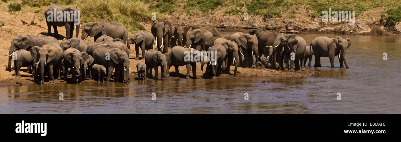 Vista panoramica di grandi mandrie di Elefanti a bere acqua Masai Mara river il bambino e la madre gli elefanti Maasia Mara Kenya Africa Foto Stock