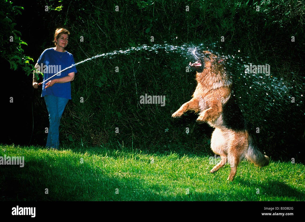 Berger allemand Deutscher Schaeferhund pastore tedesco Canis lupus familiaris in esecuzione attraverso acqua alsaziano animali Berger alle Foto Stock
