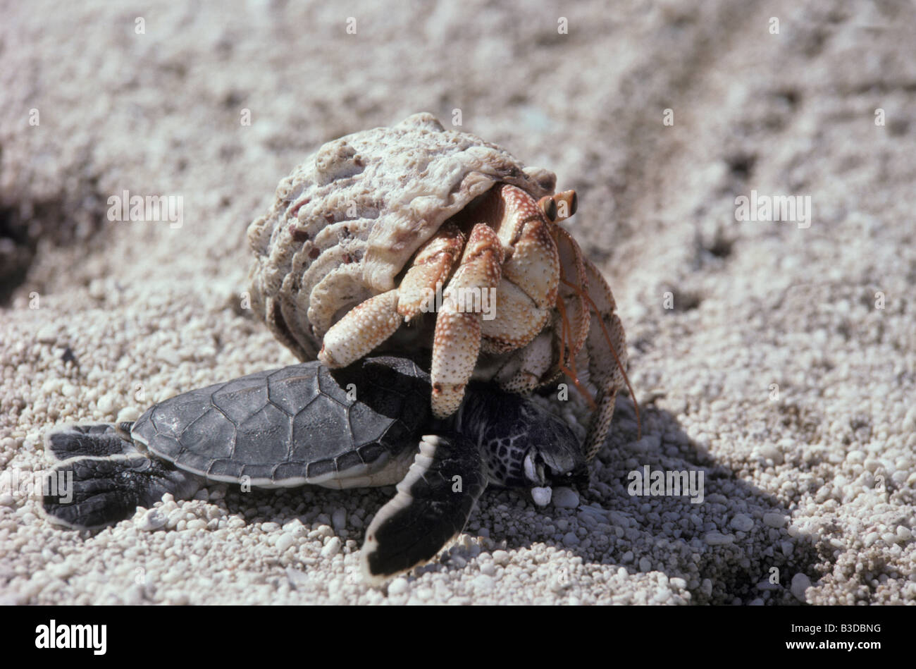 Il granchio eremita su una spiaggia mangiando giovani turtle luth Dermochelys coriacea guyane Azione Azioni da sole costa coste conteggio cru di conteggio Foto Stock