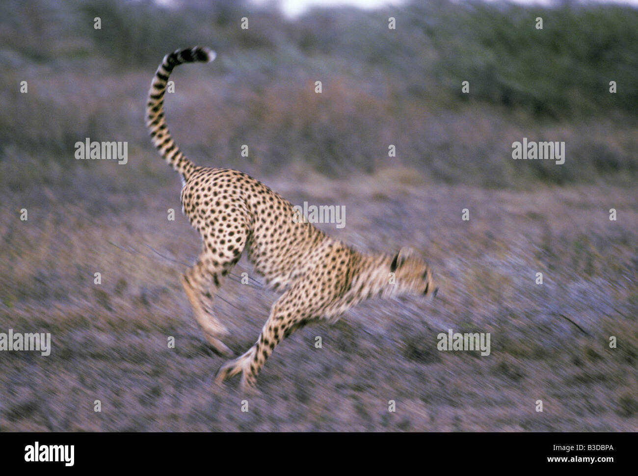 Cheetah guepard racing nella savana Kenya Azione Azioni Adulti Adulti sola Africa comportamenti comportamento biodiversità Biodiver Foto Stock
