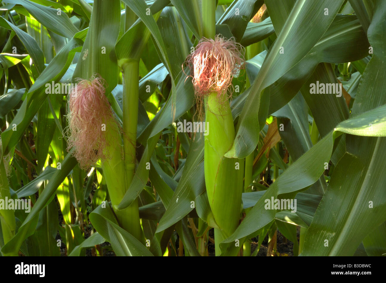 Spighe di grano sui peduncoli Foto Stock