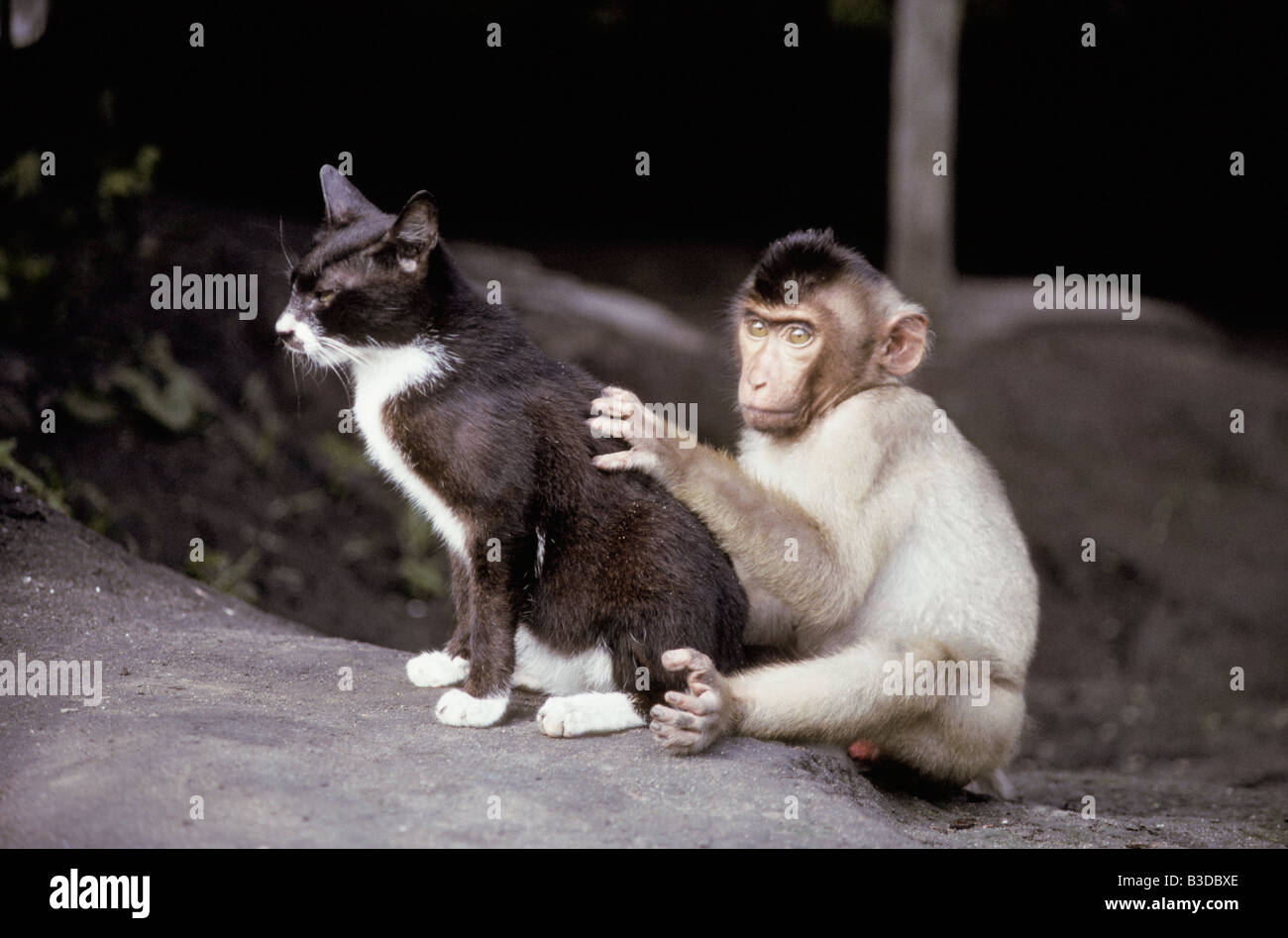 Maiale Schweinsaffe coda Macaque Macaque à queue de Cochon Macaca nemestrina giocando con un gatto riserva de tanjung messa directi Foto Stock