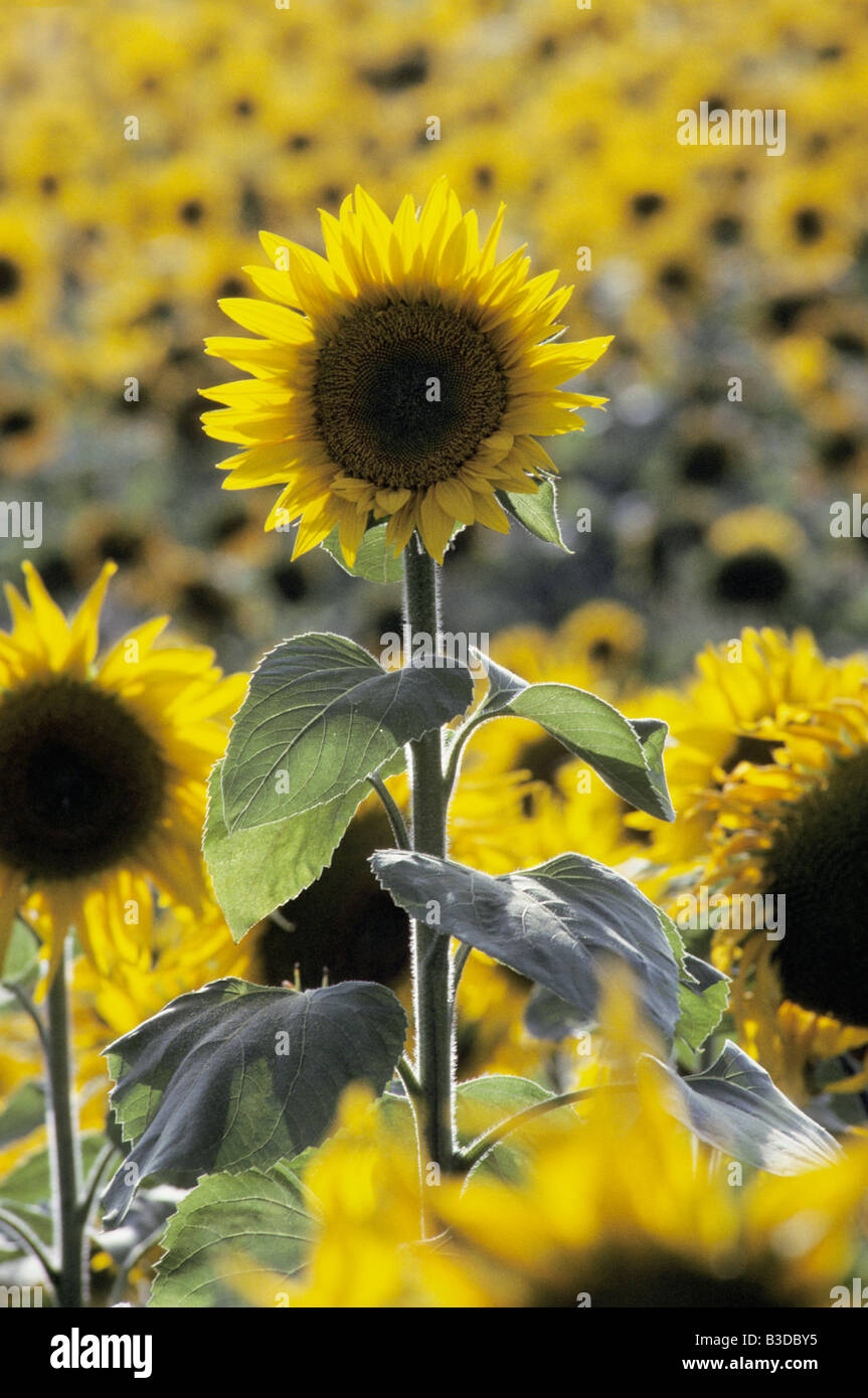 Tournesol fleur Sonnenblume girasole Helianthus annuus fiore aster famiglia Asteraceae blossoms Blueten Blumen Compositae cultiv Foto Stock