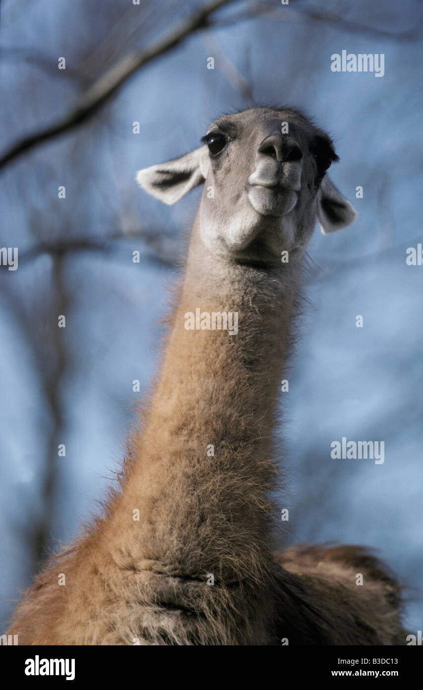 Closeup ritratto di Guanaco Lama guanicoe America American animali animali Artiodactyla camelid Camelidae camelidi cileno Cile Foto Stock