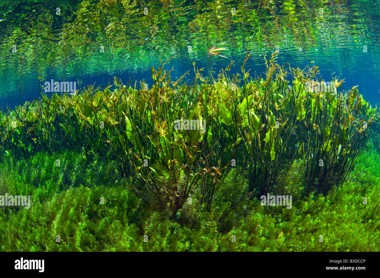 Il sottobosco di piante in un chiaro la molla a Bonito, Mato Grosso do Sul, Brasile Foto Stock