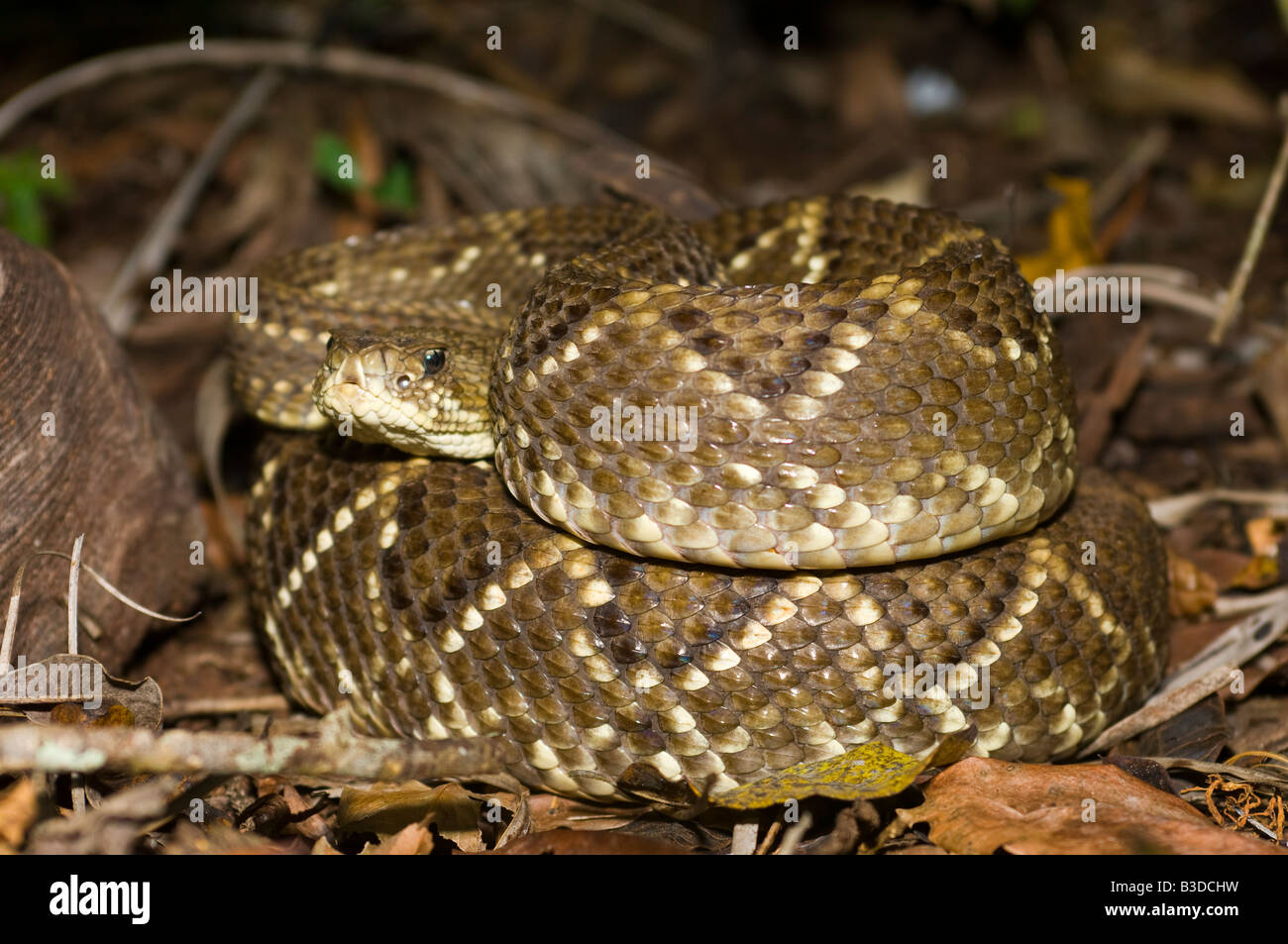 Neotropical Rattlesnake Crotalus durissus fotografato nella giungla a Bonito nel Mato Grosso do Sul in Brasile Foto Stock