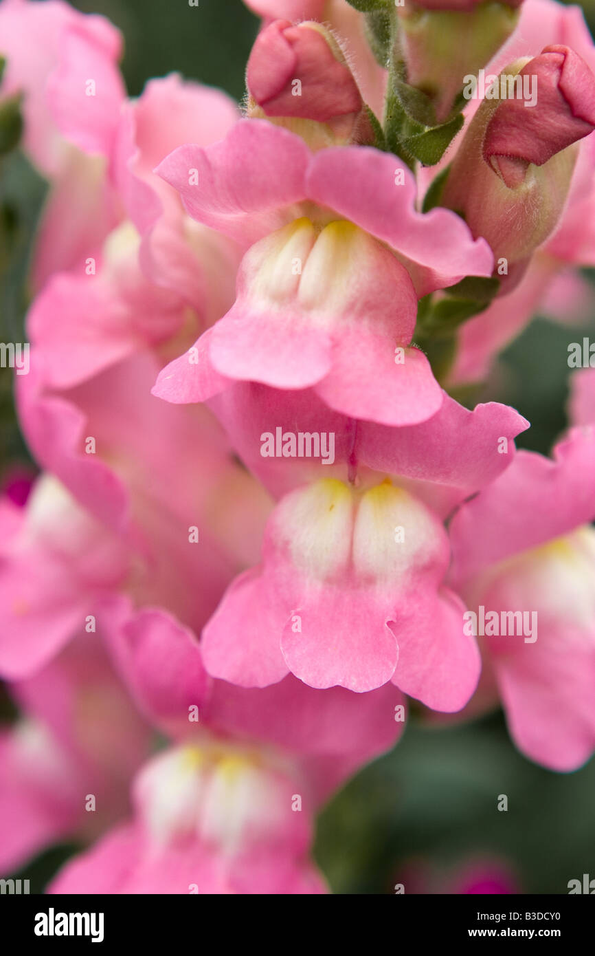 Archivio fotografico: Nemesia Foto Stock