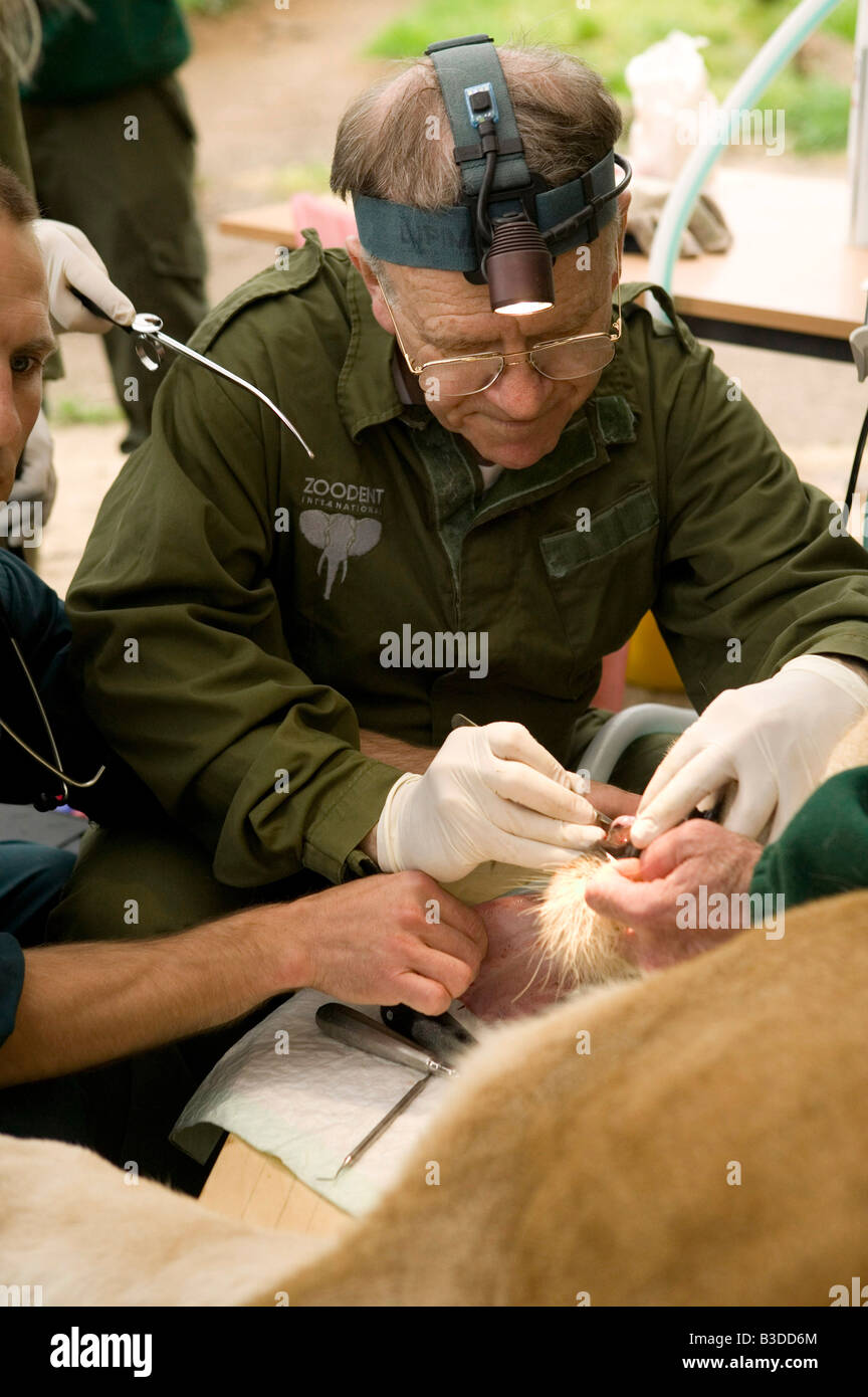 Il Mana una leonessa del peso di 170 chili viene sottoposto ad una estrazione del dente dal dentista Peter Kertesz dopo la rottura del suo anteriore dente cannine Foto Stock