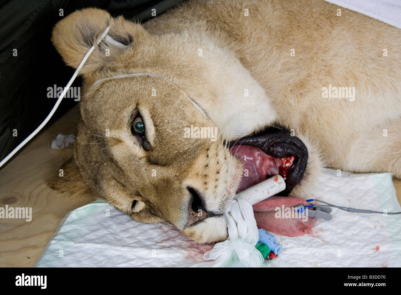 Il Mana una leonessa del peso di 170 chili viene sottoposto ad una estrazione del dente dal dentista Peter Kertesz dopo la rottura del suo anteriore dente cannine Foto Stock