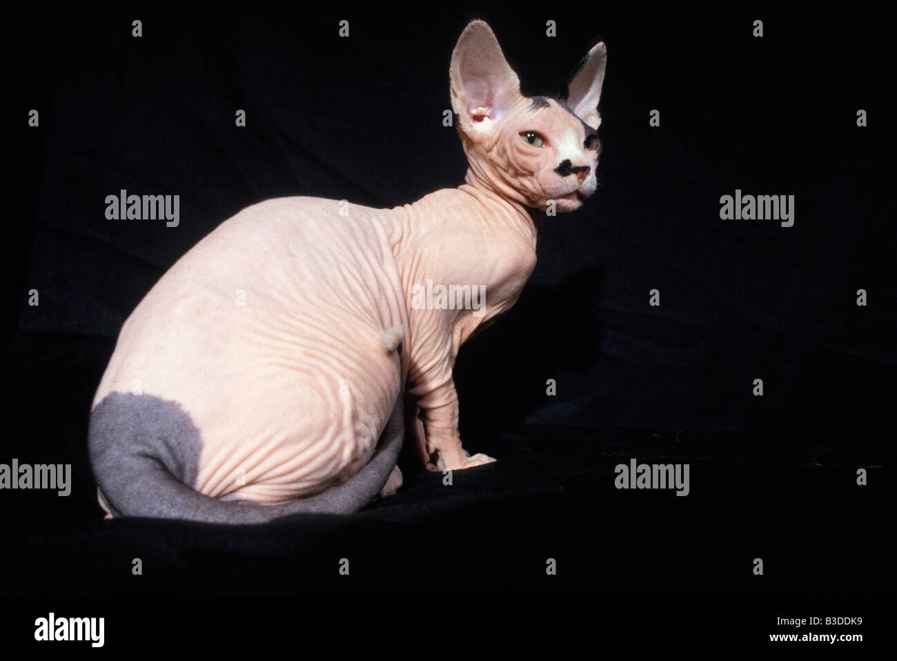 Ritratti de chats Sphinx Red Self assis en studio Azione Azioni da sole gatto felis catus di galline gatti conteggio conteggio tagliato fuori D Foto Stock