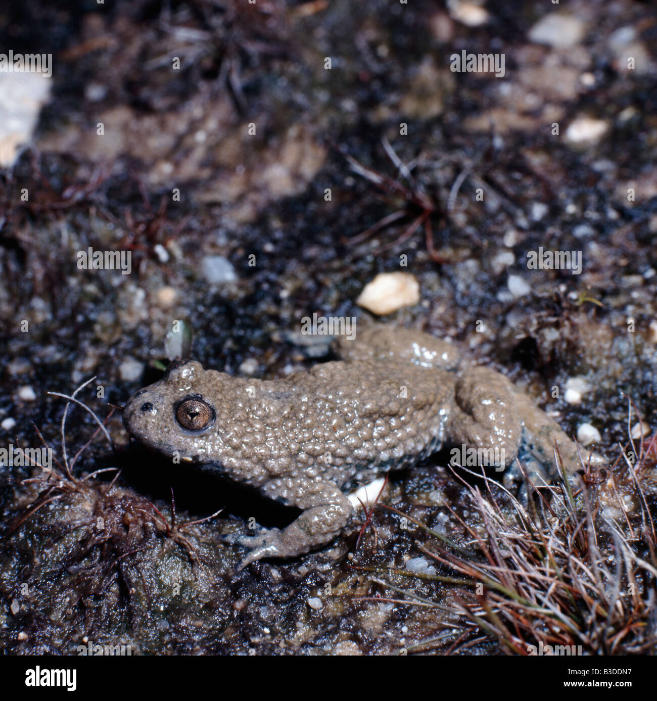 Crapaud accoucheur Geburtshelferkroete ostetrica comune Toad Alytes obstetricans su moss Oise Francia Adulti Adulti Amphib Anfibio Foto Stock