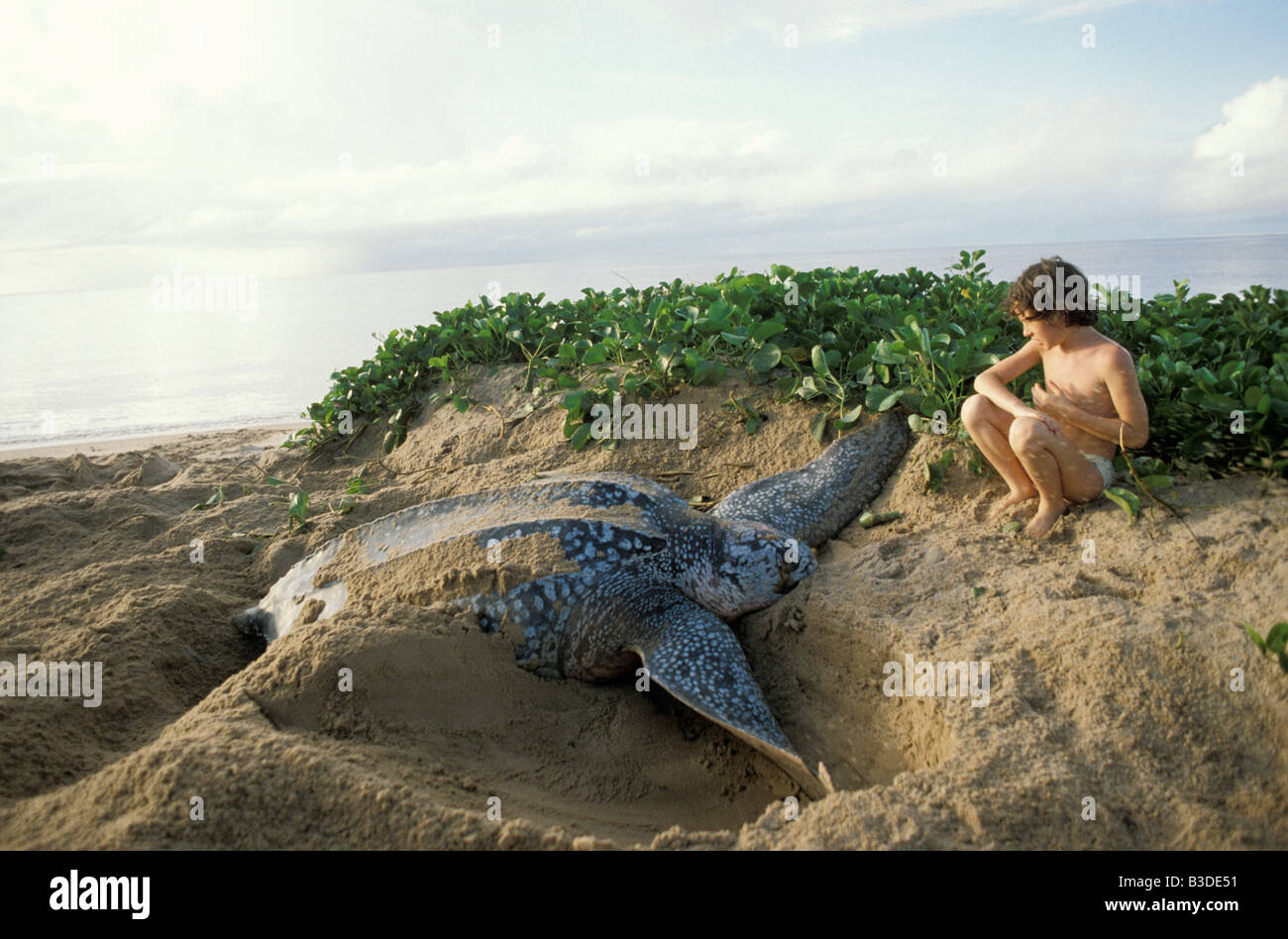 Tortue luth liuto posa sulla spiaggia di Hattes Dermochelys coriacea America comportamenti comportamento biodiversità Biodiversit Foto Stock