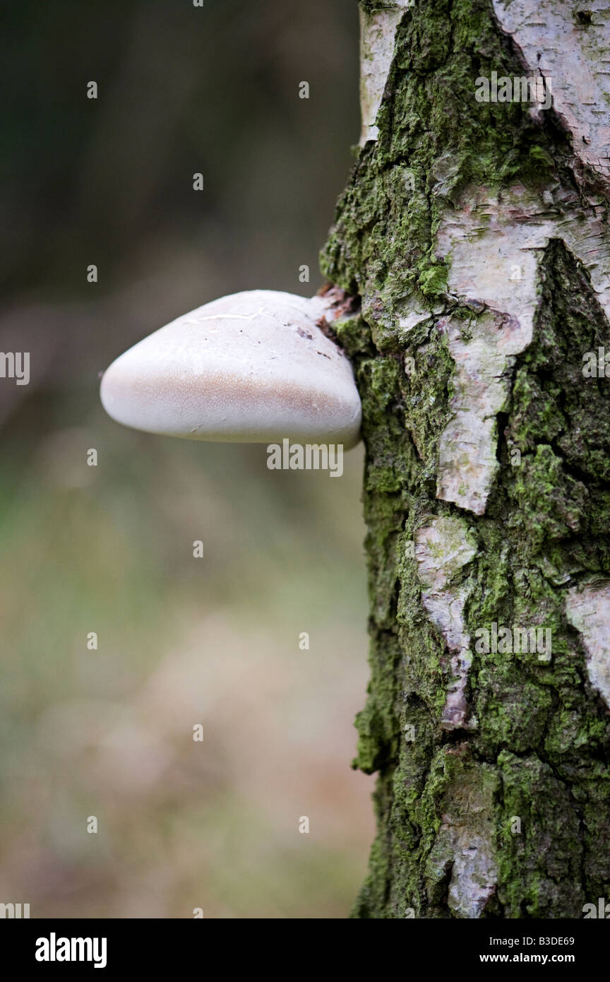 Piptoporus betulinus. Staffa di betulla funghi su un argento betulla tronco di albero. Regno Unito Foto Stock