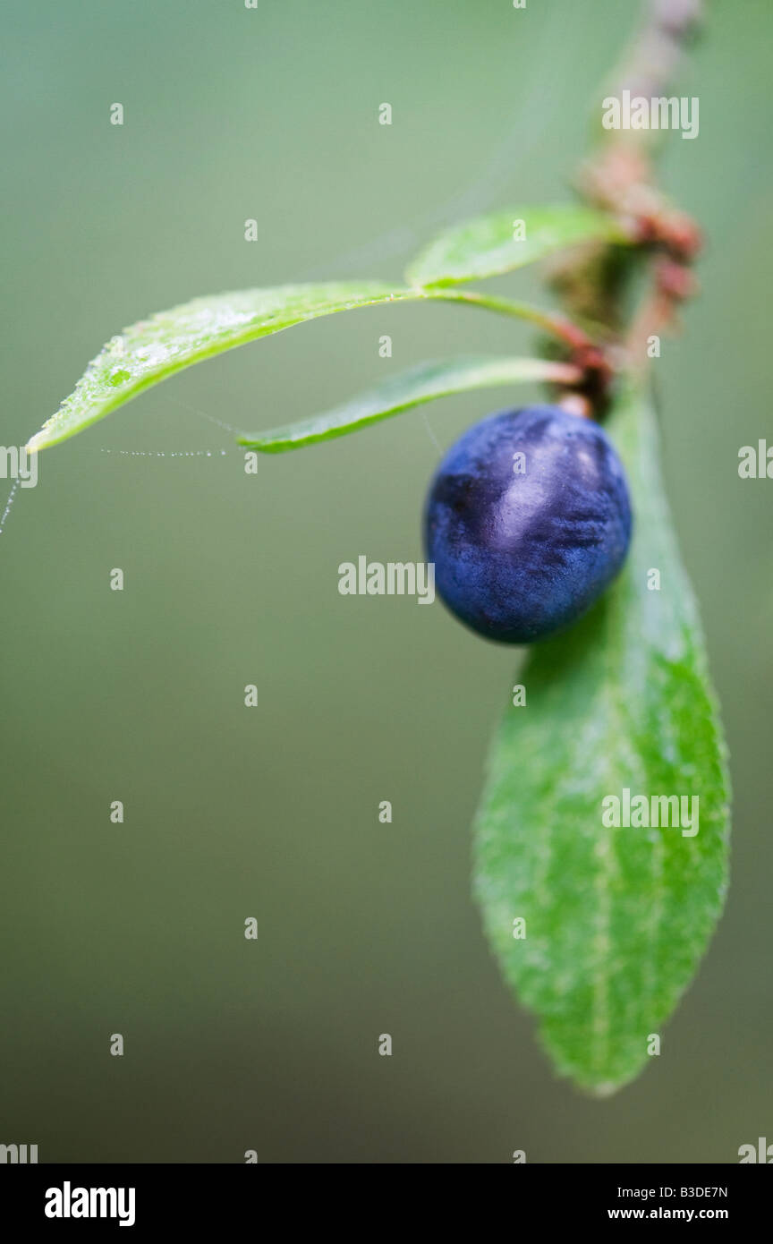 Prunus spinosa. Sloe berry su un albero di prugnolo Foto Stock