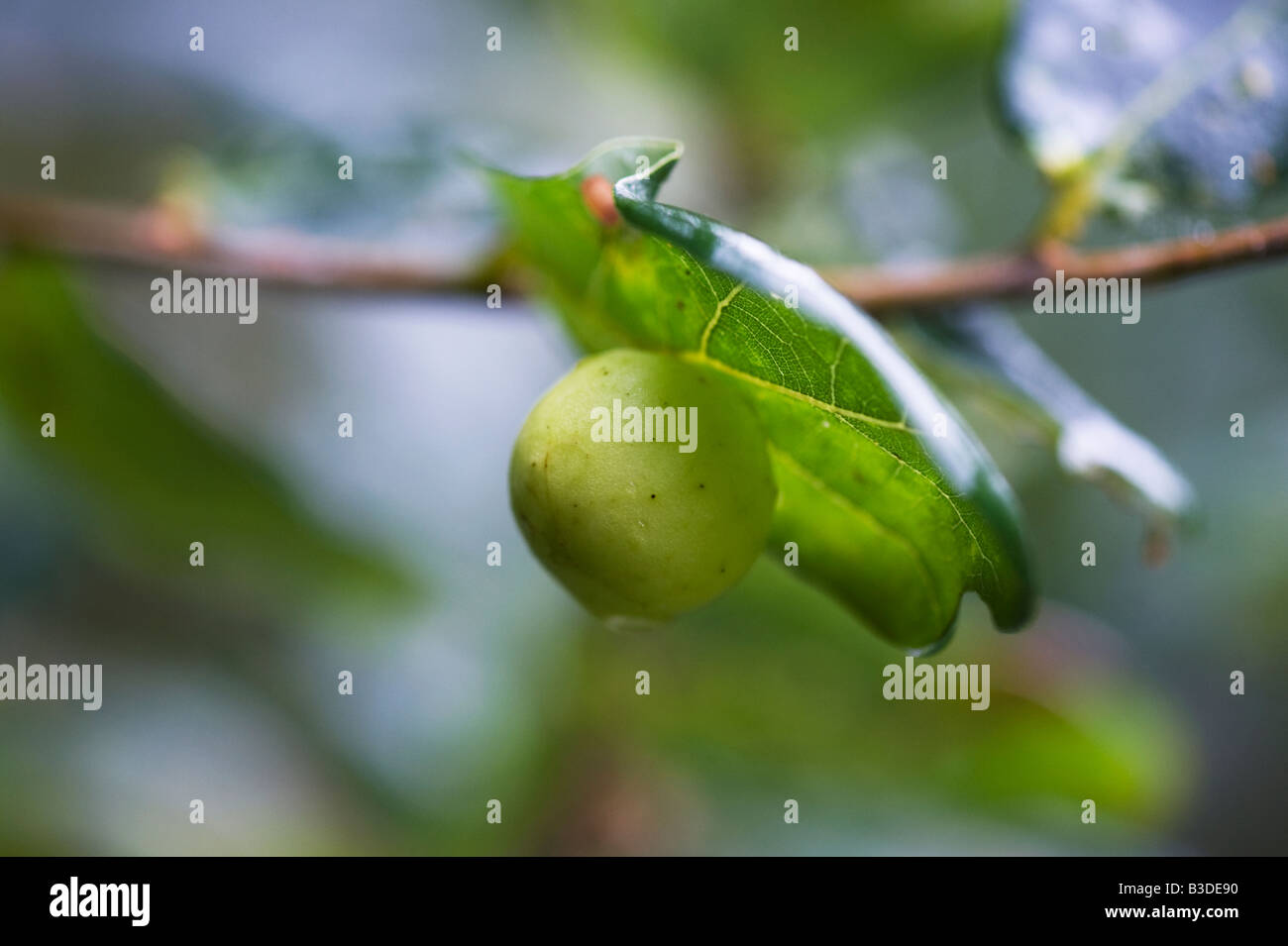 Quercus robur. Oak apple sotto una foglia di quercia Foto Stock