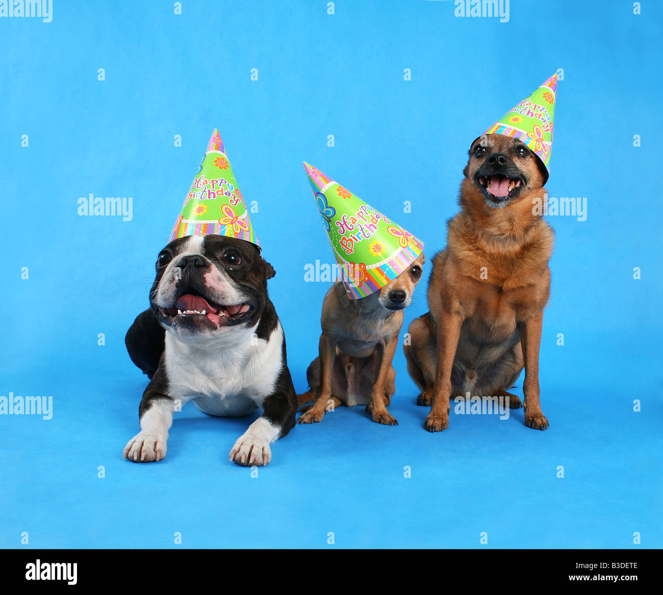 Tre cani a una festa di compleanno con cappelli su Foto Stock