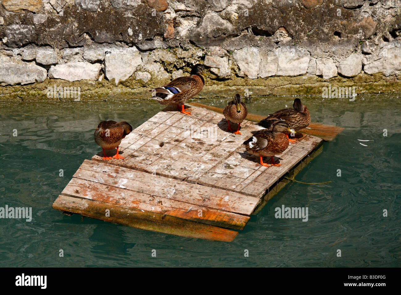 Anatre (Anatidi) su floating parte di legno. Sirmione, Italia Foto Stock