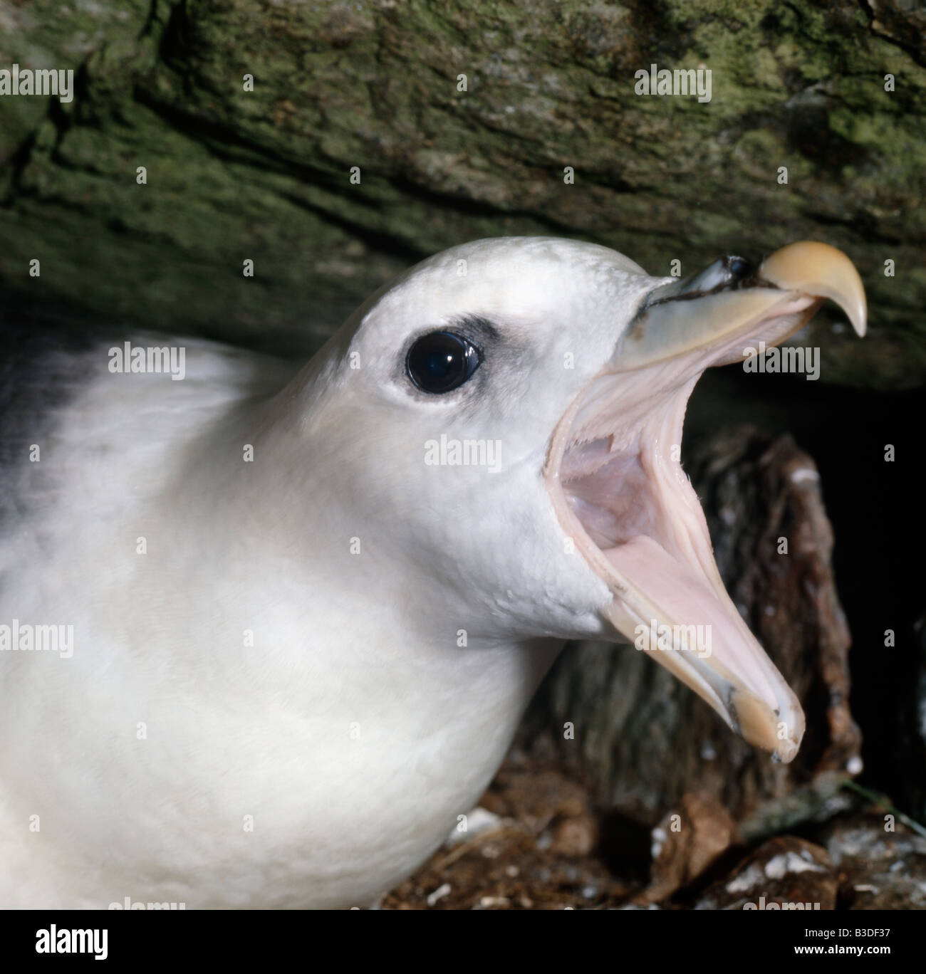 Northern fulmar Fulmarus glacialis adulto seduto sul nido di difendere il posto contro il prossimo animale animali uccelli bird petrel Foto Stock