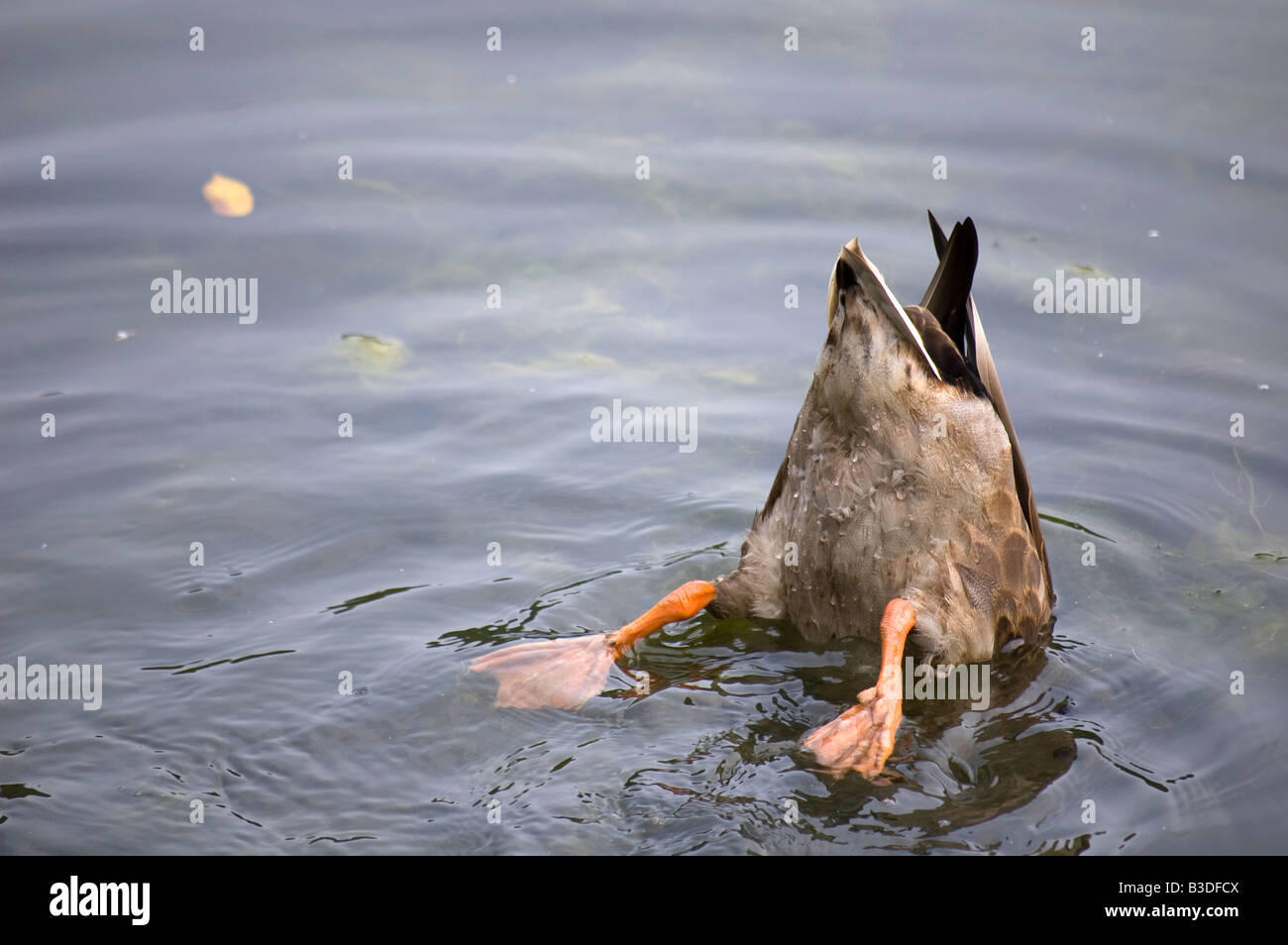 American Black Duck cerca cibo in un lago poco profondo. Foto Stock