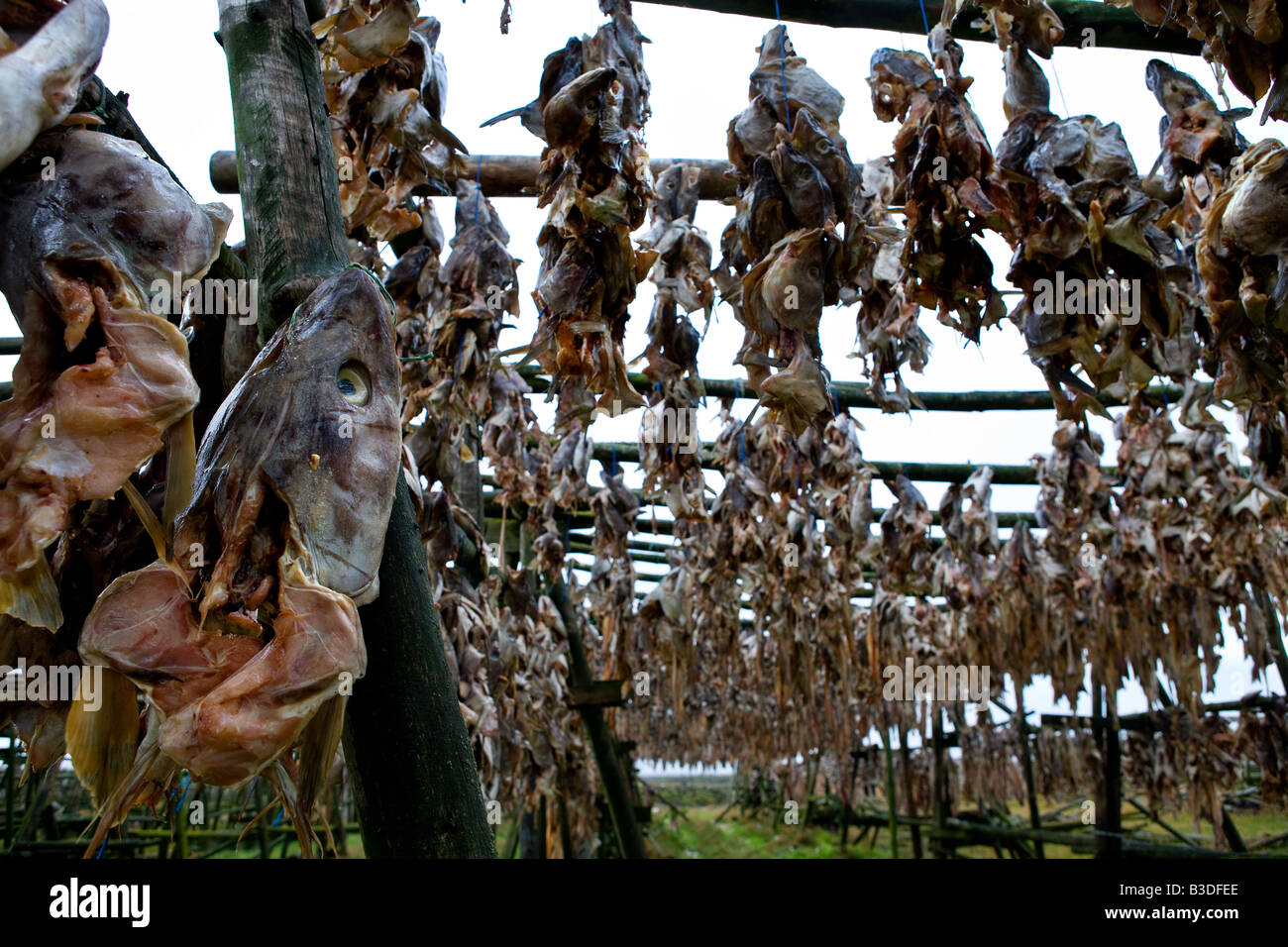 Lo stoccafisso capi appesi su rack di asciugatura in Islanda, stockfishes, pesce, cod Foto Stock