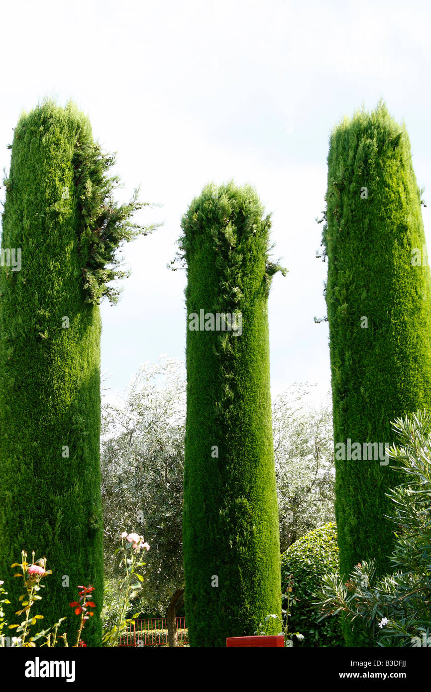 Strano rasati (forma) alberi, giardino, legno Foto Stock