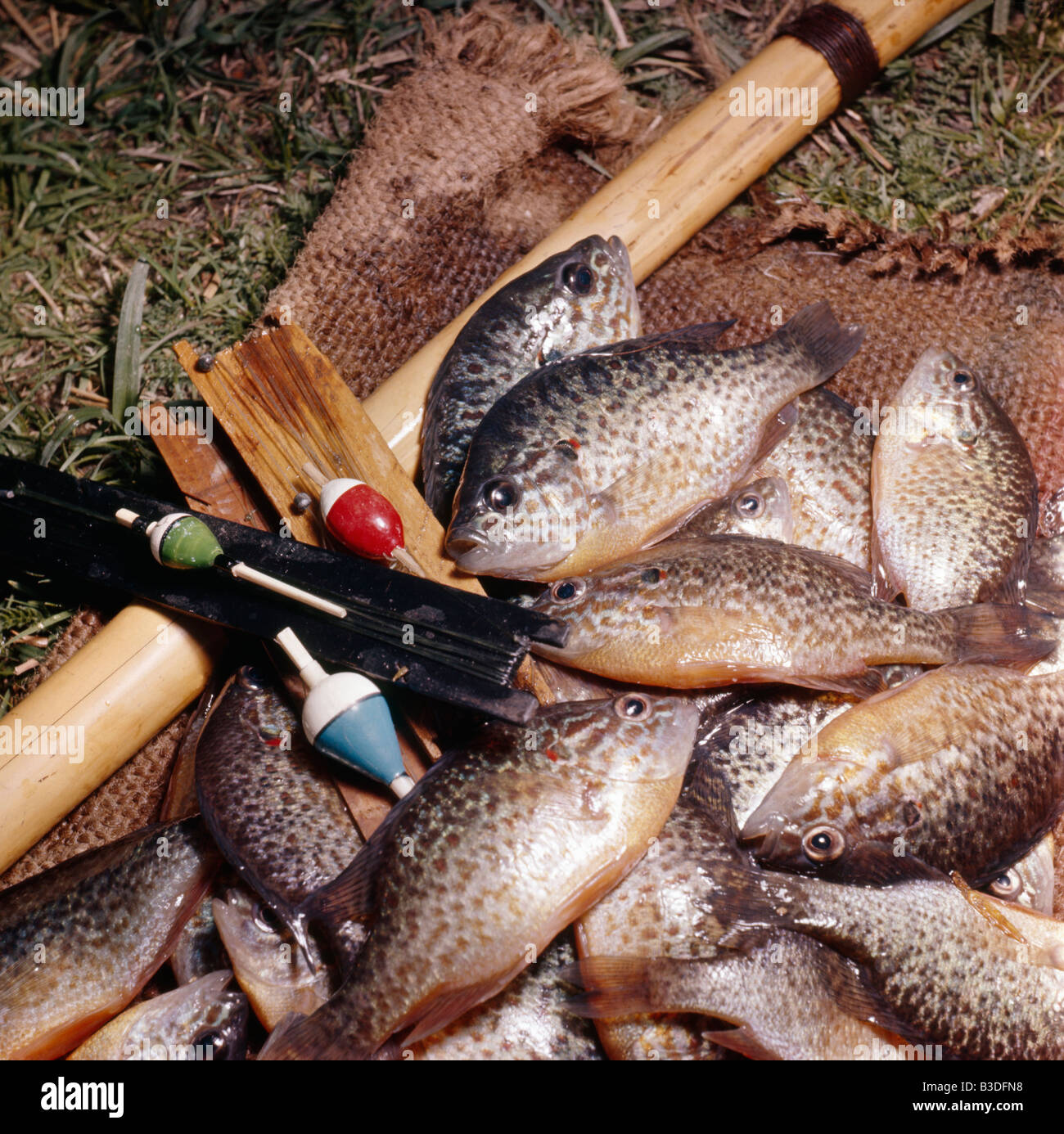 Peche de 2 heures sur onu Etang de Sologne Questa immagine mostra il risultato di due ore di pesca nel lago di Sologne Francia Gemeiner S Foto Stock