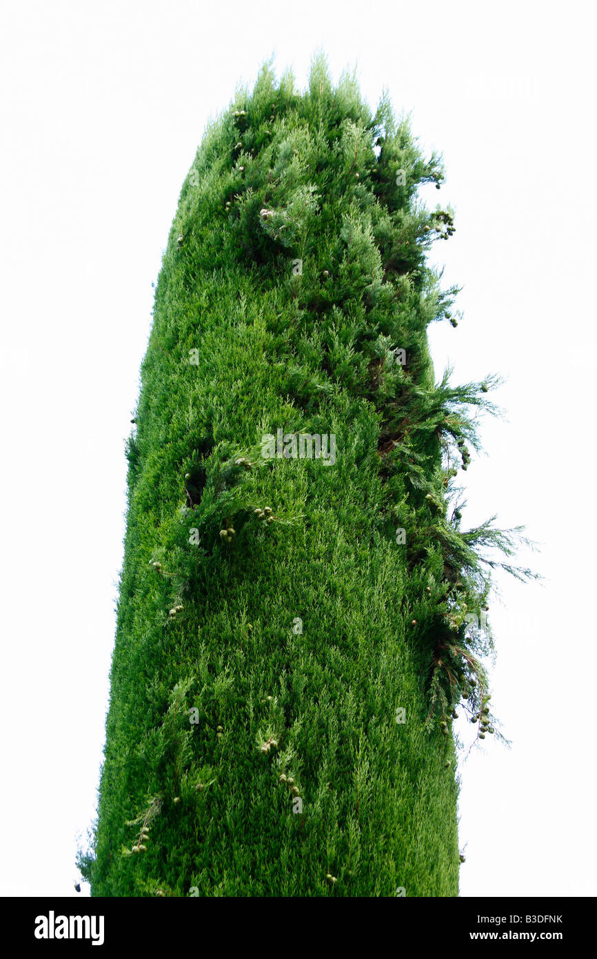 Strano rasate (forma) tree Foto Stock