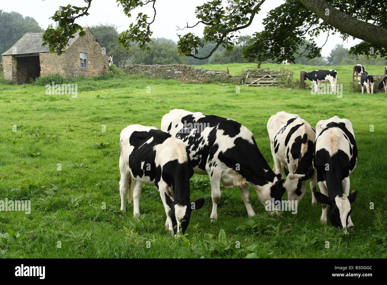 Bovini su fattoria nella campagna inglese. Foto Stock