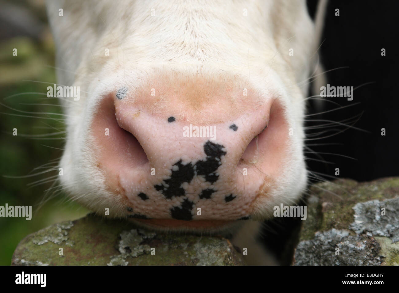 Una mucca in una fattoria U.K.. Foto Stock