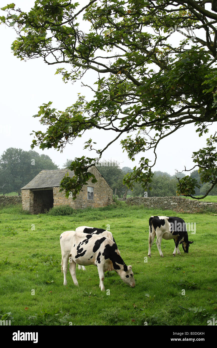 Bovini su fattoria nella campagna inglese. Foto Stock