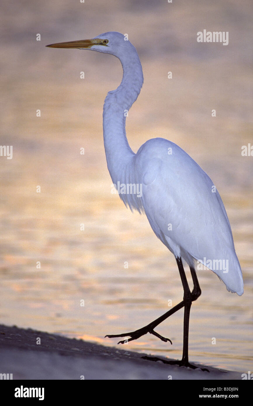 Bianco Grande Egretta garzetta Ardea alba Silberreiher Big Cypress National Preserve Florida USA Foto Stock