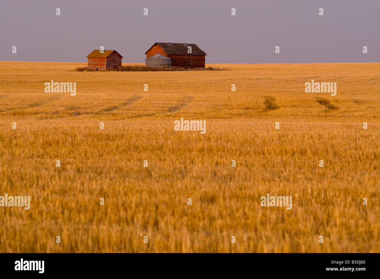 Il vecchio fienile in un campo della prateria Foto Stock