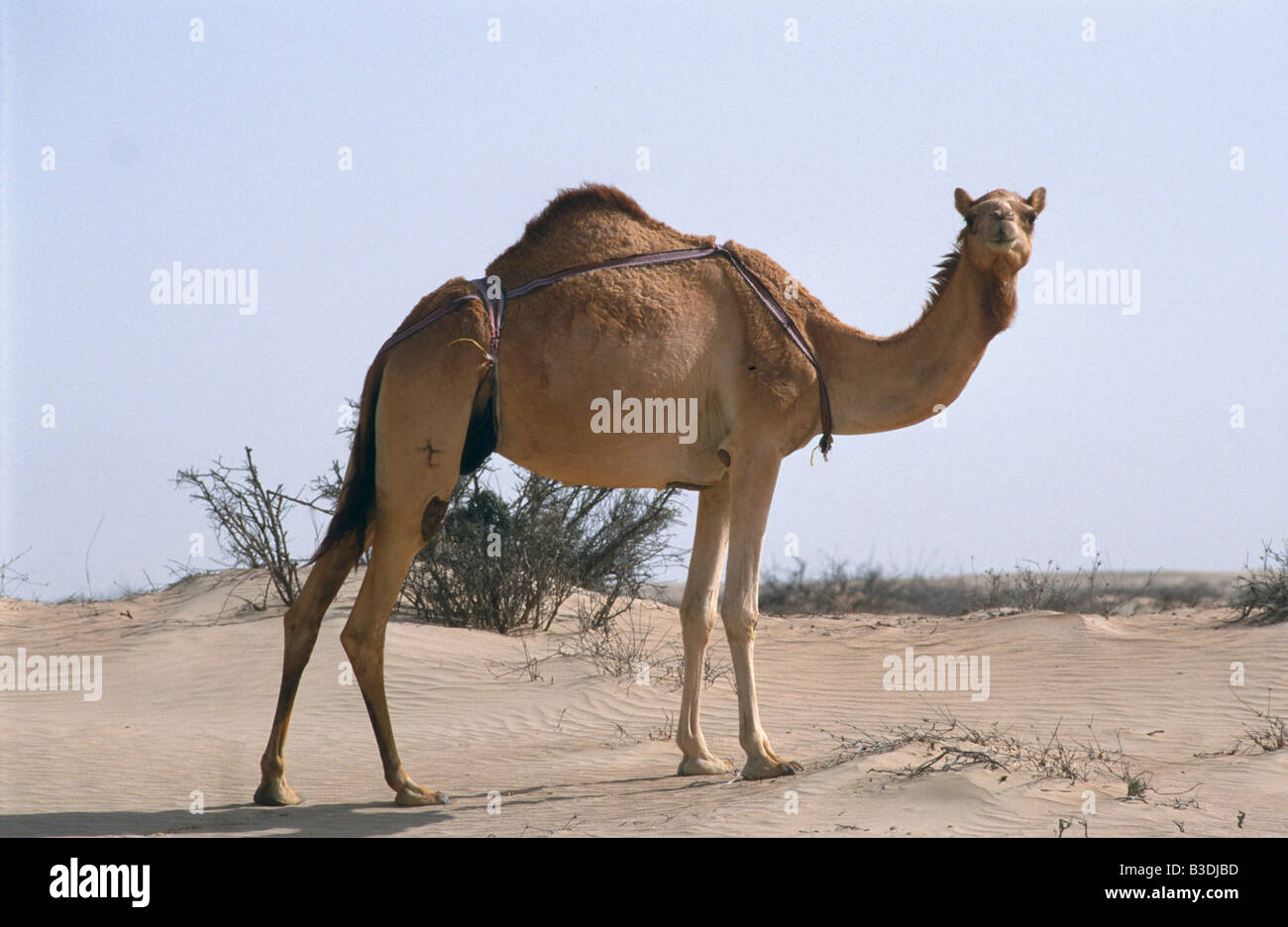 Kamele Karawane Kamel Wuestenschiff Camel Kamel camelus dromedarius Dromedar einhoeckriges Kamel Arabian dromedario camel Foto Stock